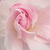 Biały  - Róże historyczne - róże pnące ramblery - Félicité et Perpétue